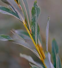 Attēlu rezultāti vaicājumam “Salix purpurea”
