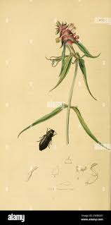 Attēlu rezultāti vaicājumam “Melampyrum cristatum leaf”