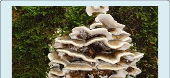 Attēlu rezultāti vaicājumam “Bjerkandera adusta”