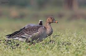 Attēlu rezultāti vaicājumam “Anser serrirostris adult”