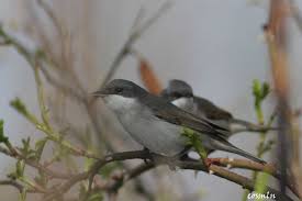 Attēlu rezultāti vaicājumam “Sylvia curruca adult”
