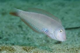 Image result for Xyrichtys novacula