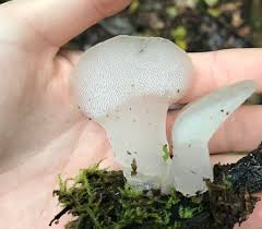 Attēlu rezultāti vaicājumam “Pseudohydnum gelatinosum”