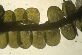 Attēlu rezultāti vaicājumam “Odontoschisma sphagni”