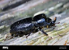 Attēlu rezultāti vaicājumam “Sinodendron cylindricum male”