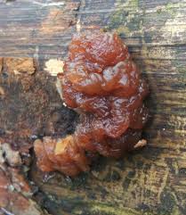 Attēlu rezultāti vaicājumam “Exidia saccharina”