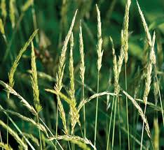 Attēlu rezultāti vaicājumam “Anthoxanthum odoratum fruit”