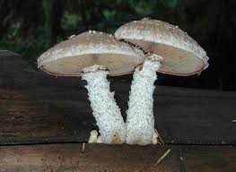 Attēlu rezultāti vaicājumam “Pholiota heteroclita”