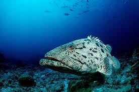 Image result for Epinephelus tukula
