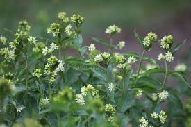Attēlu rezultāti vaicājumam “Vincetoxicum hirundinaria flower”