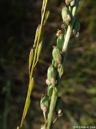 Attēlu rezultāti vaicājumam “Triglochin maritimum”
