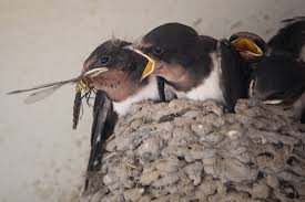 Attēlu rezultāti vaicājumam “Hirundo rustica juvenile”