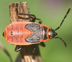 Attēlu rezultāti vaicājumam “Pyrrhocoris apterus nymph”