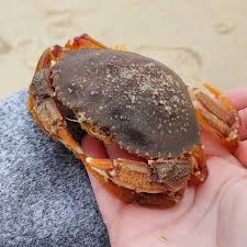 Image result for Cancer irroratus