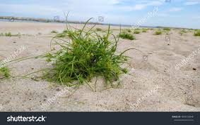 Attēlu rezultāti vaicājumam “Carex arenaria”