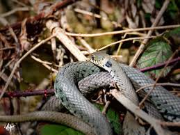 Image result for Ringelnatter