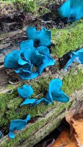 Attēlu rezultāti vaicājumam “Chlorociboria aeruginascens”