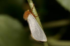 Attēlu rezultāti vaicājumam “Hepialus humuli”