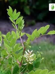 Attēlu rezultāti vaicājumam “Astragalus glycyphyllos fruit”