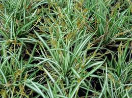 Attēlu rezultāti vaicājumam “Carex ornithopoda fruit”