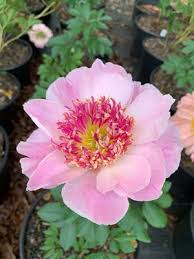 Attēlu rezultāti vaicājumam “Paeonia lactiflora”
