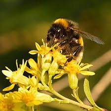 Image result for Solidago virgaurea