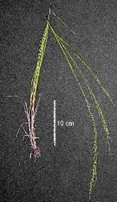 Attēlu rezultāti vaicājumam “Poa palustris leaf”