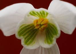 Attēlu rezultāti vaicājumam “Galanthus nivalis flower”