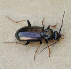 Attēlu rezultāti vaicājumam “Loricera pilicornis”