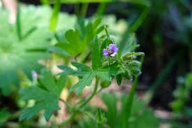 Attēlu rezultāti vaicājumam “Geranium pusillum leaf”