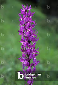 Attēlu rezultāti vaicājumam “Orchis mascula”