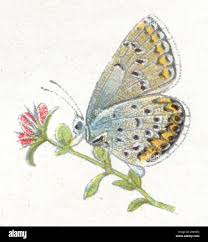 Attēlu rezultāti vaicājumam “Plebejus argyrognomon underside”