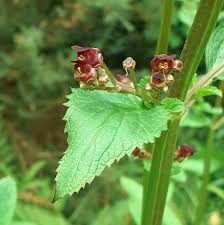 Attēlu rezultāti vaicājumam “Scrophularia nodosa”