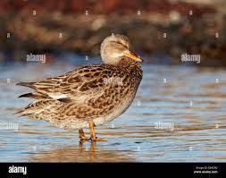 Attēlu rezultāti vaicājumam “Anas strepera female”