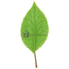 Attēlu rezultāti vaicājumam “Viburnum opulus leaf”