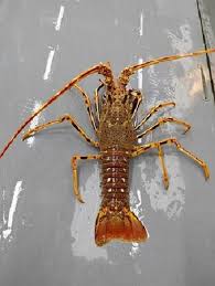 Image result for Palinurus elephas