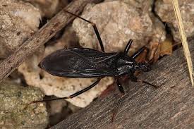 Attēlu rezultāti vaicājumam “Reduvius personatus”