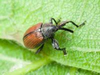 Attēlu rezultāti vaicājumam “Anthonomus phyllocola”