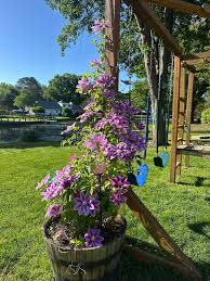 Attēlu rezultāti vaicājumam “Clematis flower”