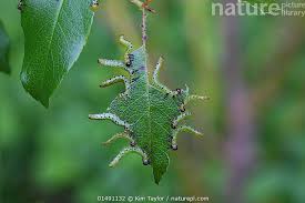 Attēlu rezultāti vaicājumam “Argidae larva”