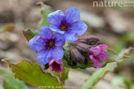 Attēlu rezultāti vaicājumam “Pulmonaria obscura”