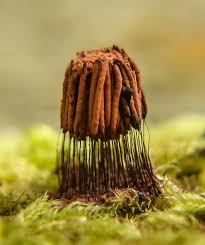 Attēlu rezultāti vaicājumam “Stemonitis herbatica”