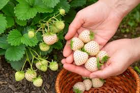 Attēlu rezultāti vaicājumam “Fragaria x ananassa fruit”