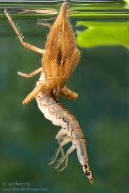 Attēlu rezultāti vaicājumam “Nepa cinerea nymph”