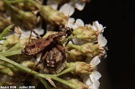 Attēlu rezultāti vaicājumam “Himacerus apterus”