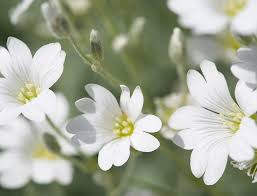Image result for cerastium tomentosum