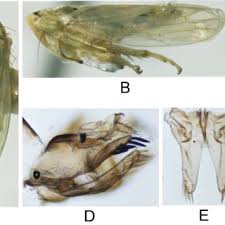 Attēlu rezultāti vaicājumam “Limnoporus rufoscutellatus”