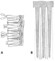 Attēlu rezultāti vaicājumam “Badhamiopsis ainoae sessile”