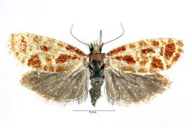 Attēlu rezultāti vaicājumam “Rhyacionia pinicolana”