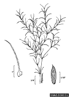 Attēlu rezultāti vaicājumam “Najadaceae”